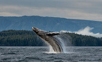 Freckles the Breaching Humpback Whale