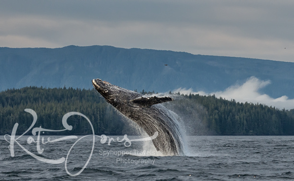 Freckles the Breaching Humpback Whale